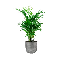 Veel gekozen | Areca Lutescens in Lux Retro Egg zilver