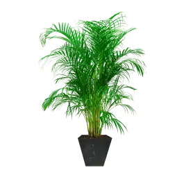 Areca Lutescens in Artstone Ella zwart - Premium