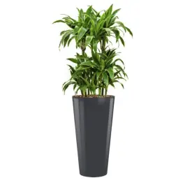 Zeer goed beoordeeld - Dracaena Arturo hydrocultuur in Runner rond antraciet