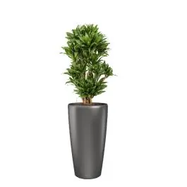 Voeg toe aan winkelwagen | Dracaena Compacta in watergevende Rondo antraciet