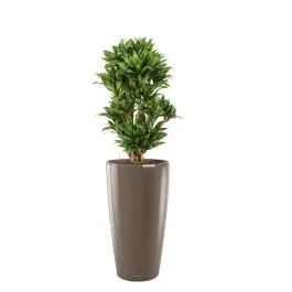 Dracaena Compacta in watergevende Rondo Taupe - Net binnen