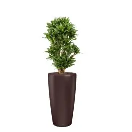 Dracaena Compacta in watergevende Rondo bruin | Veilig winkelen