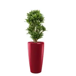 Dracaena Compacta in watergevende Rondo Rood | Topproduct