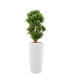 Koopje - Dracaena Compacta in watergevende Rondo wit