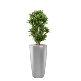 Dracaena Compacta in watergevende Rondo zilver - Veilige betaling