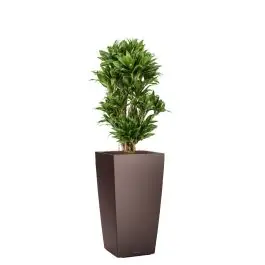 Dracaena Compacta in watergevende Cubico bruin - Gratis retourneren