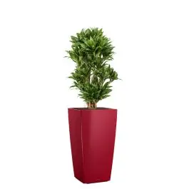 Dracaena Compacta in watergevende Cubico rood | Meest verkocht
