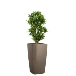 Bijna uitverkocht | Dracaena Compacta in watergevende Cubico taupe