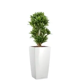 Dracaena Compacta in watergevende Cubico wit - Voordelig