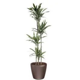 Dracaena Warneckei in watergevende Classico bruin - Tijdelijke aanbieding