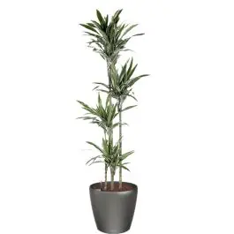 Dracaena Warneckei in watergevende Classico antraciet - Lage prijs