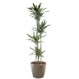 Goed beoordeeld | Dracaena Warneckei in watergevende Classico taupe