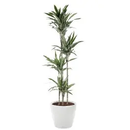 Dracaena Warneckei in watergevende Classico wit - Actie loopt bijna af