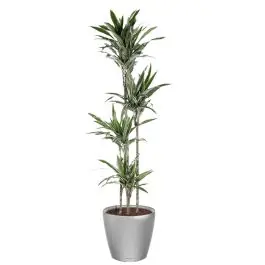 Dracaena Warneckei in watergevende Classico zilver - Scherp geprijsd