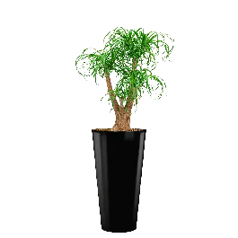 Beaucarnea hydrocultuur in Runner rond zwart - Aanbieding loopt bijna af