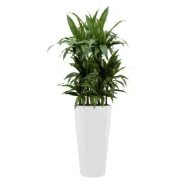 Nog maar enkele beschikbaar - Dracaena Janet Craig hydrocultuur in Runner rond wit