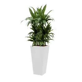 Trending | Dracaena Janet Craig hydrocultuur in Runner vierkant wit