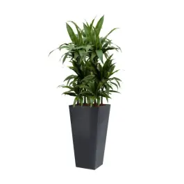 Dracaena Janet Craig hydrocultuur in Runner vierkant antraciet - Bespaar nu