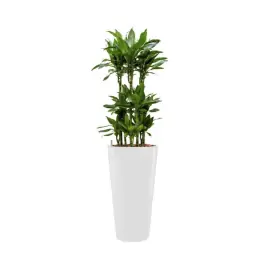 Rechtstreeks uit de fabriek | Dracaena Janet Lind hydrocultuur in Runner rond wit