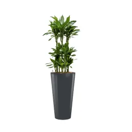 Dracaena Janet Lind hydrocultuur in Runner rond antraciet - Meest verkocht