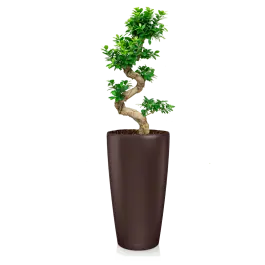 Ficus Bonsai in watergevende Rondo bruin - Koopje