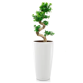 Voorraad bijna op | Ficus Bonsai in watergevende Rondo wit