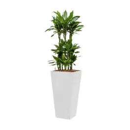 Veilig winkelen - Dracaena Janet Lind hydrocultuur in Runner vierkant wit
