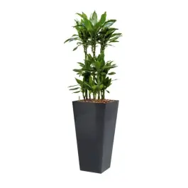 Superprijs | Dracaena Janet Lind hydrocultuur in Runner vierkant antraciet