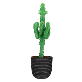 Euphorbia Ingens in Nature Row Egg Planter antraciet | Lage prijs