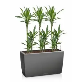 Dagdeal | Dracaena Janet Lind in watergevende Cararo antraciet