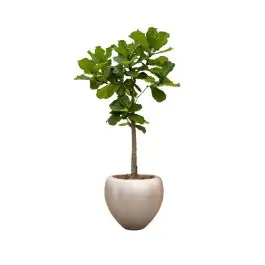 Ficus Lyrata op stam in Metallic Couple zilver | Speciale deal