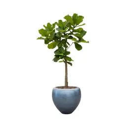 Ficus Lyrata op stam in Metallic Couple ice blue - Nieuwe release