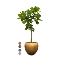 Ficus Lyrata op stam in Metallic Couple honey - Speciale aanbieding