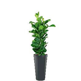 Ficus Lyrata hydrocultuur in Runner rond antraciet | Voordelig
