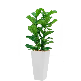Nu beschikbaar | Ficus Lyrata hydrocultuur in Runner vierkant wit