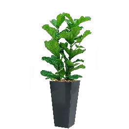 Koopje - Ficus Lyrata hydrocultuur in Runner vierkant antraciet
