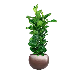 Topkwaliteit - Ficus Lyrata in Metallic Globe coffee