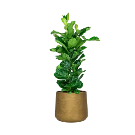 Ficus Lyrata in Rugged Patt goud | Bijna uitverkocht