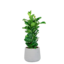 Ficus Lyrata in Rugged Patt wit | Laatste kans
