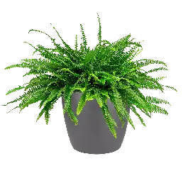 Aanbieding | Nephrolepis in Brussels antraciet