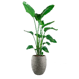 Strelitzia Nicolai in Grigio Tall Balloon Concrete grijs - Zolang de voorraad strekt