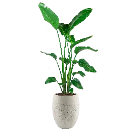 Strelitzia Nicolai in Grigio Tall Balloon Concrete wit - Slechts tijdelijk