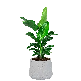 Bestelbaar | Strelitzia Nicolai in Rugged Patt wit