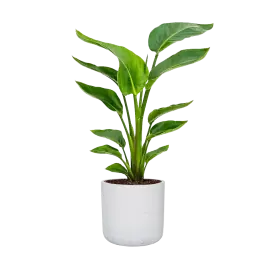 Wees er snel bij | Strelitzia Nicolai in Rugged Charlie wit