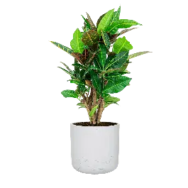 Scherpe prijs | Croton Variegatum Petra in Rugged Charlie wit