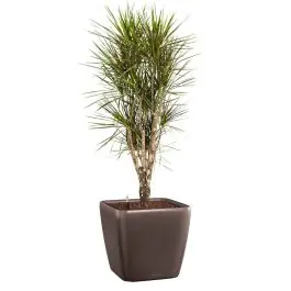Dracaena Marginata vertakt in watergevende Quadro bruin - Uitverkoop