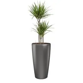 Fabrieksprijs | Dracaena Marginata in watergevende Rondo antraciet
