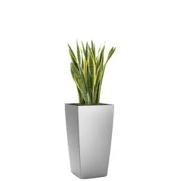 Sansevieria Laurentii in watergevende Cubico zilver | Zeer goed beoordeeld