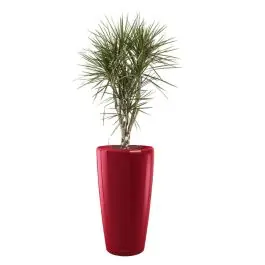 Deal - Dracaena Marginata vertakt in watergevende Rondo rood