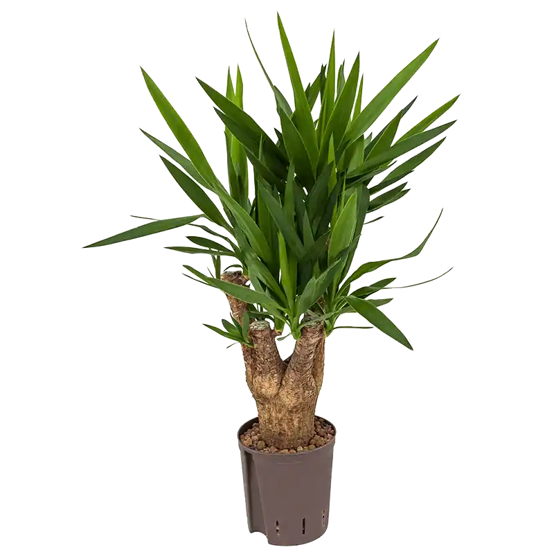 Yucca elephantipes vertakt - Speciale aanbieding